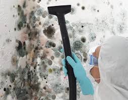 Why You Should Choose Our Mold Remediation Services in Brisbane, CA